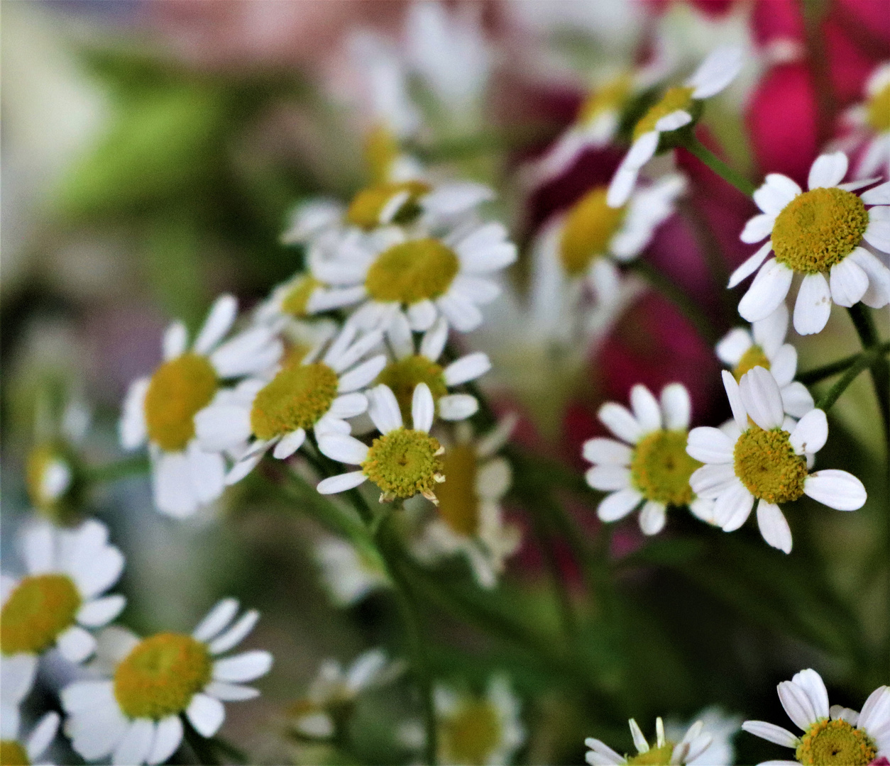 Mit diesen kleinen Blüten wünsche ich euch Allen ein schönes Wochenende