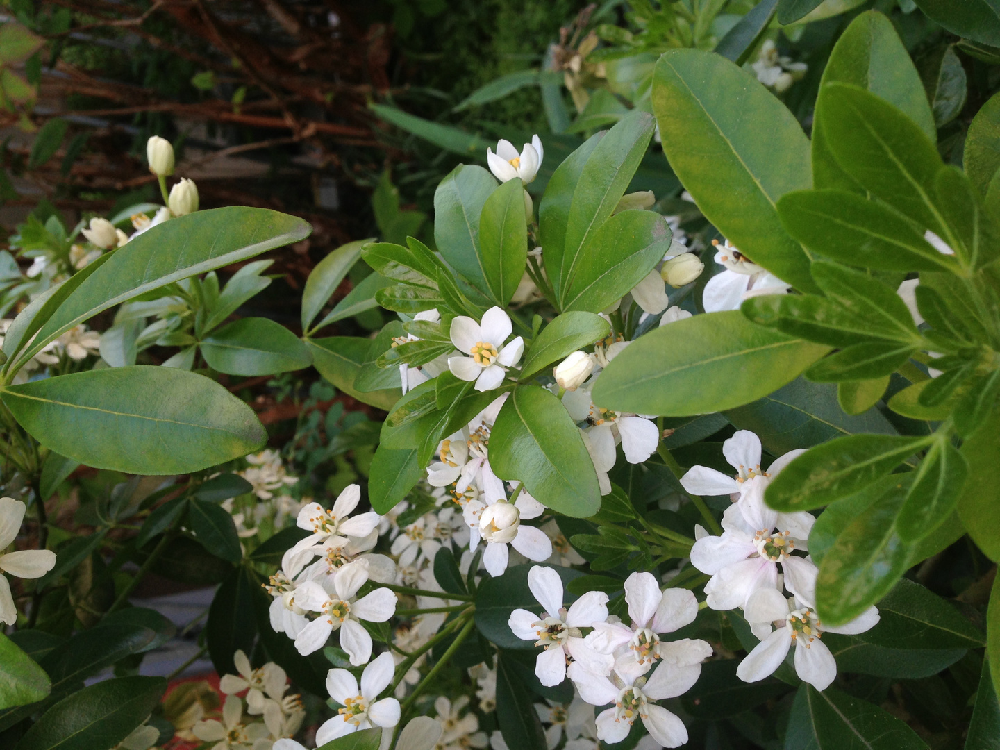 Mit diesen kleinen Frühlings-Blüten wünsche ich Euch ein sanftes Wochenende