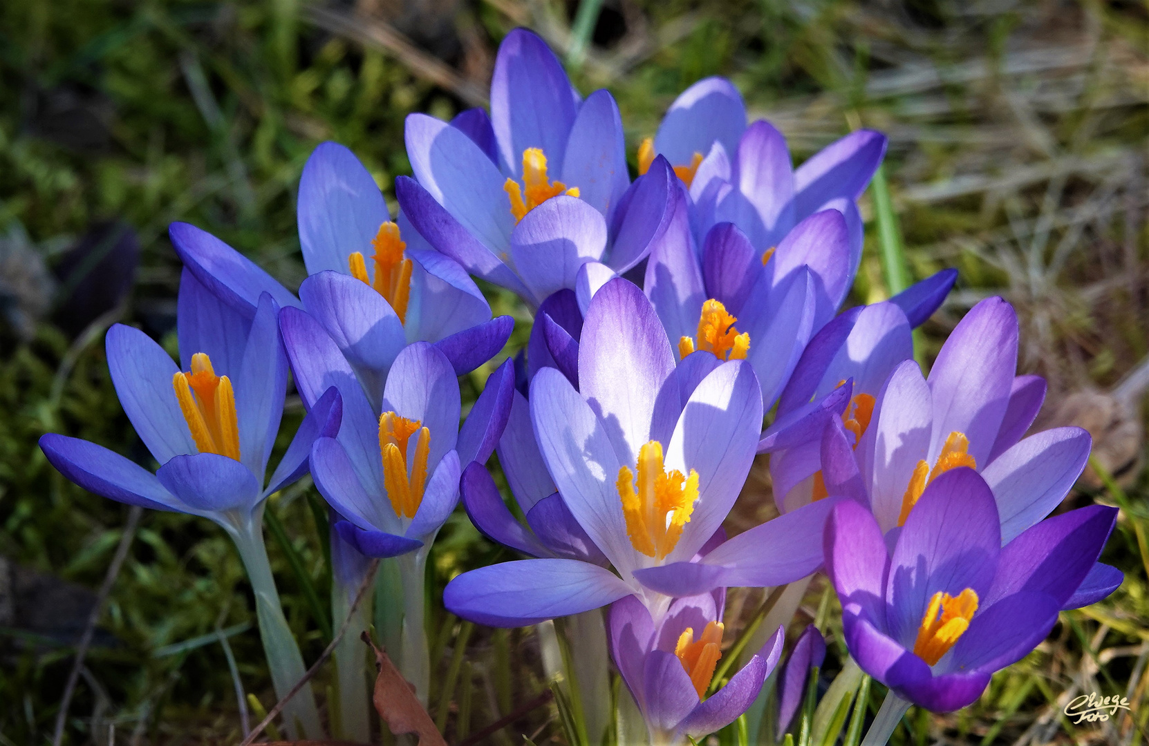 Mit diesen Krokusblüten...