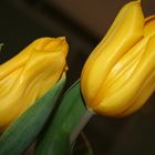 Mit diesen leuchtenden Tulpen