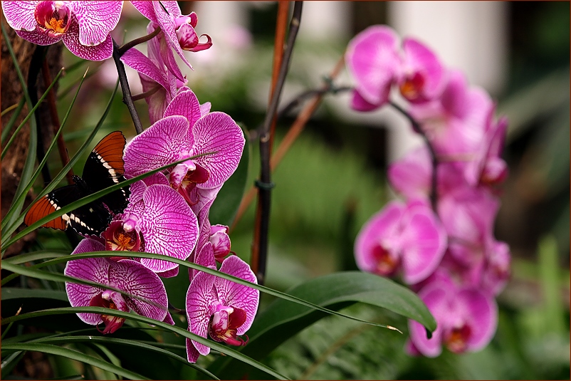 Mit diesen Orchideen..