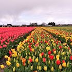 Mit diesen Tulpengrüßen aus Holland...