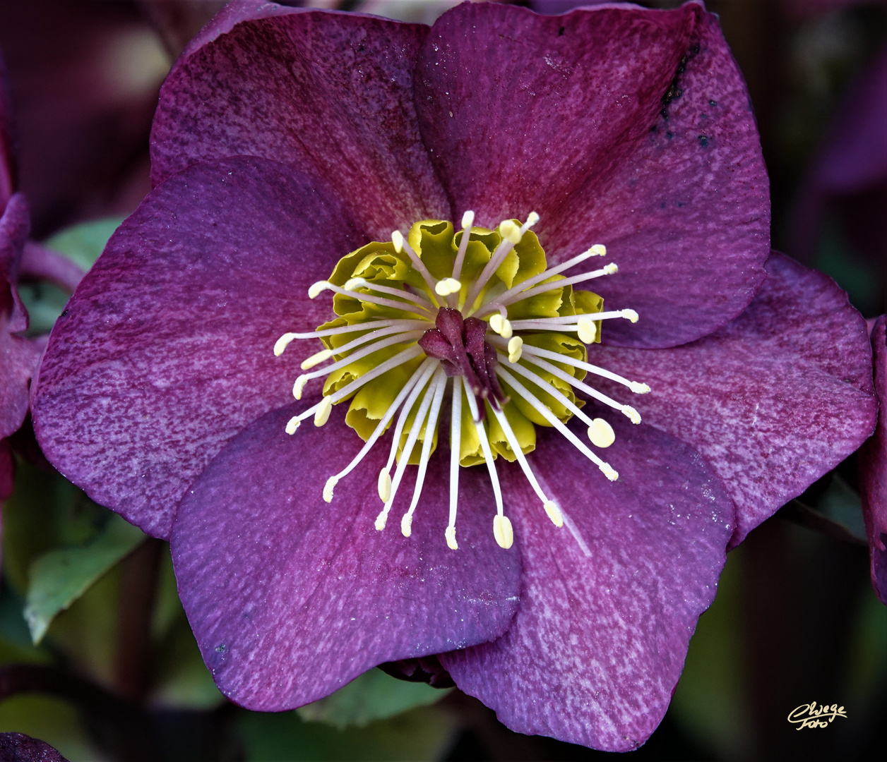 Mit dieser Blüte der Lenzrose...