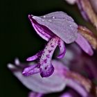 Mit dieser Blüte des HELM-KNABENKRAUTS (ORCHIS MILITARIS), . . .