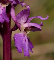 Mit dieser Blüte des Manns-Knabenkrauts (Orchis mascula) . . .