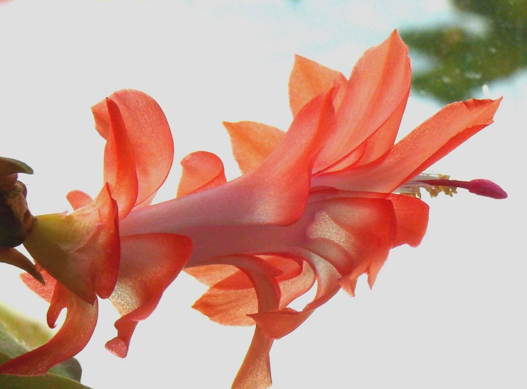 Mit dieser Blüte des Weihnachtskaktusses