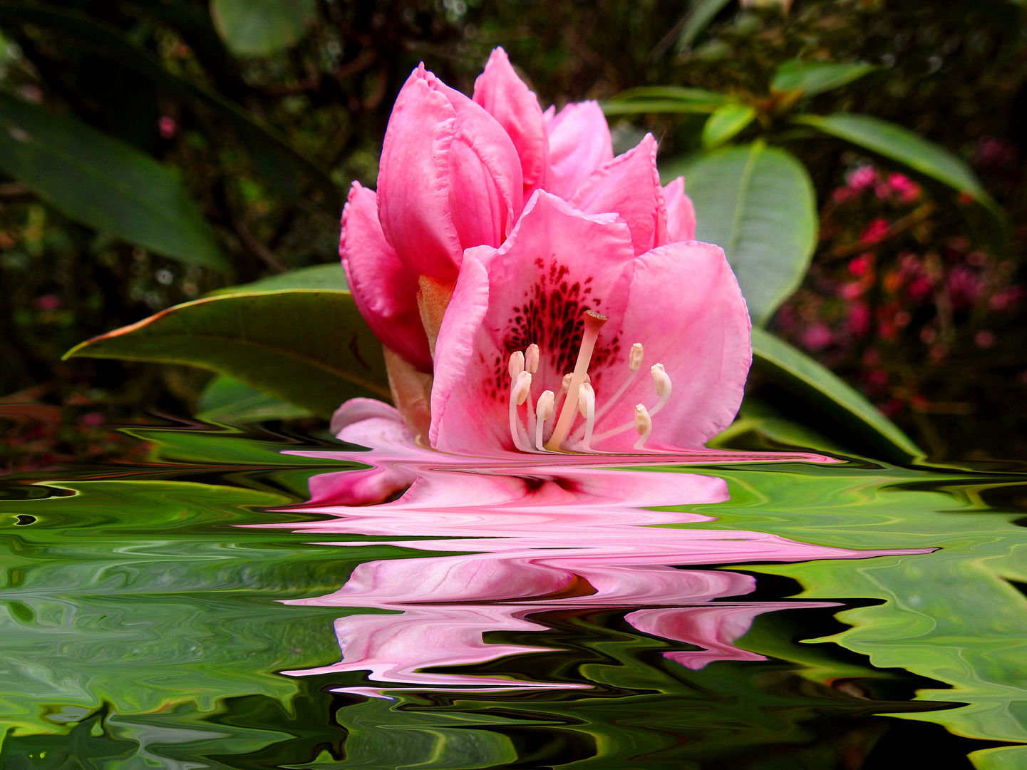 Mit dieser Blume wünsche ich allen FC-Freunden schöne Pfingsttage.