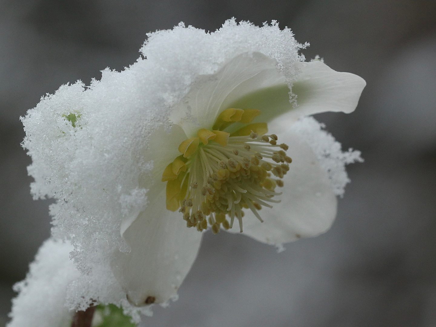 Mit dieser Christrose ...