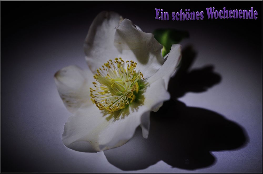 Mit dieser Christrose wünsche ich Euch allen