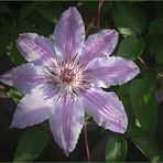 Mit dieser Clematis wünsche ich ...