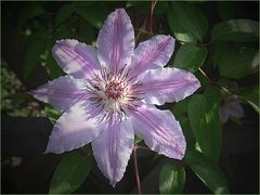 Mit dieser Clematis wünsche ich ...