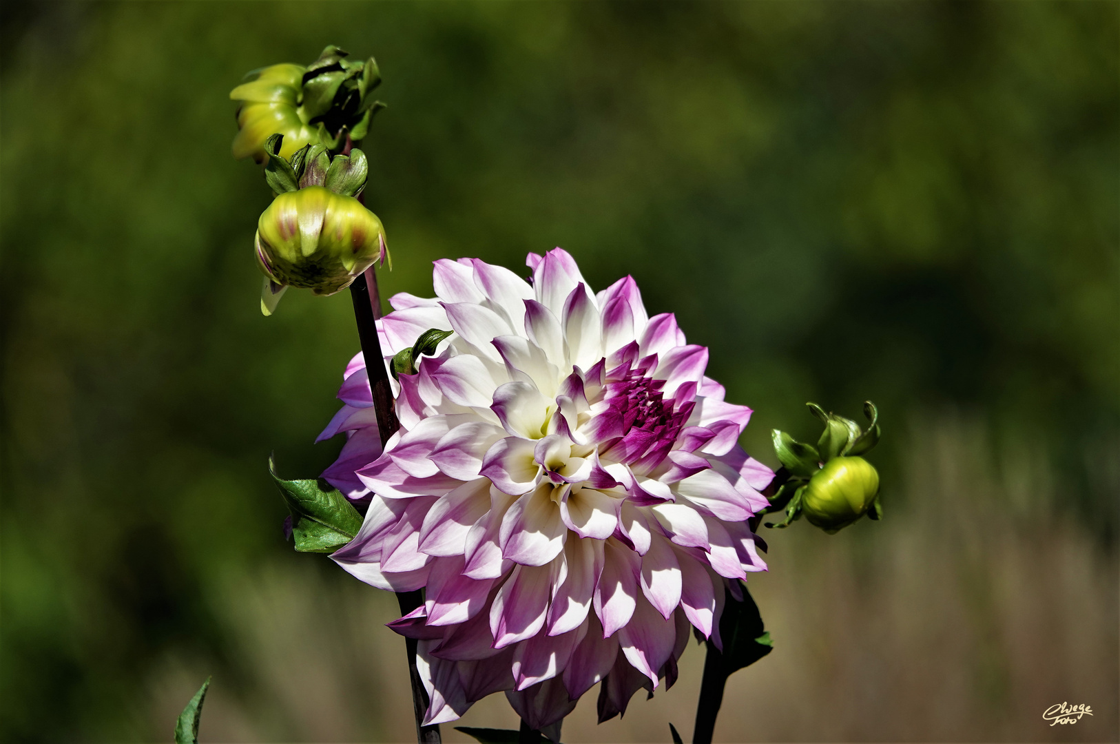 Mit dieser Dahlienblüte...