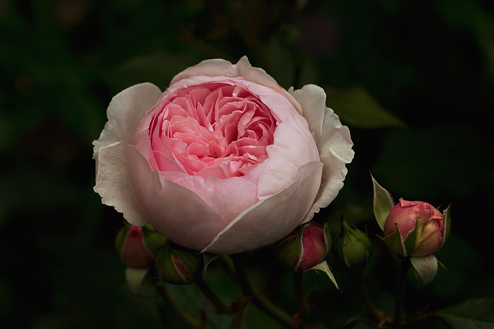 Mit dieser fülligen Rose....