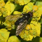 Mit dieser Gemeinen Erzschwebfliege (Cheilosia variabilis) ...