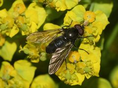 Mit dieser Gemeinen Erzschwebfliege (Cheilosia variabilis) ...