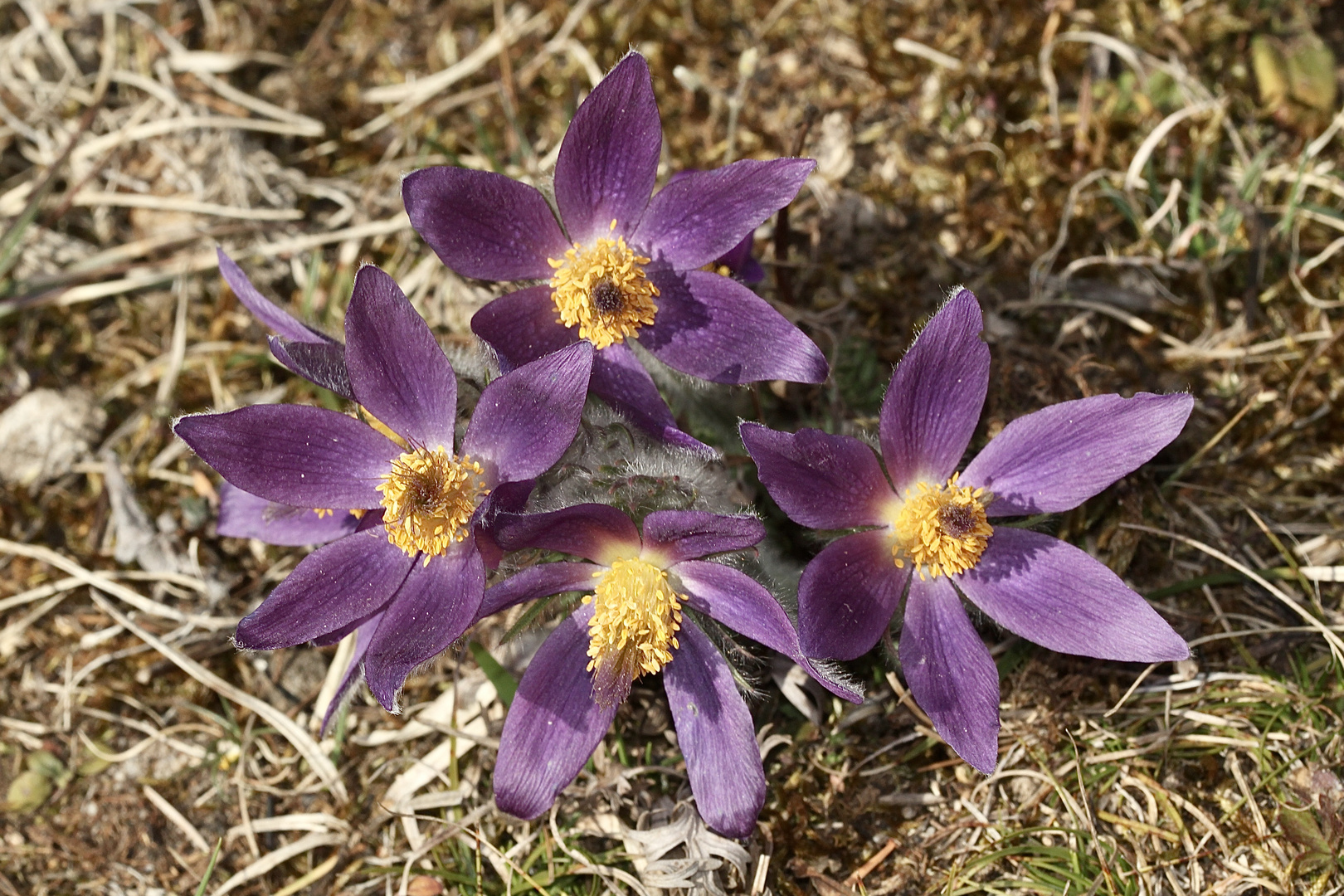 Mit dieser "Gewöhnlichen" Küchenschelle (Pulsatilla vulgaris), ...