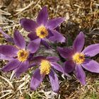 Mit dieser "Gewöhnlichen" Küchenschelle (Pulsatilla vulgaris), ...