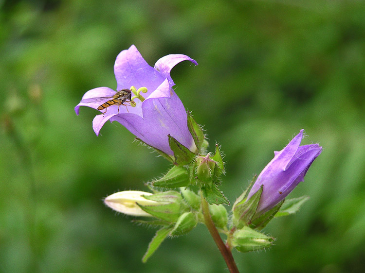 Mit dieser Glockenblume...