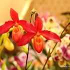 Mit dieser herrlichen Orchidee, wünsche ich allen Besuchern ein wunderschönes Wochenende.