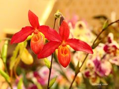 Mit dieser herrlichen Orchidee, wünsche ich allen Besuchern ein wunderschönes Wochenende.
