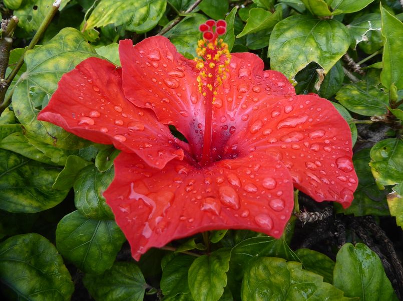 Mit dieser Hibiskusblüte....