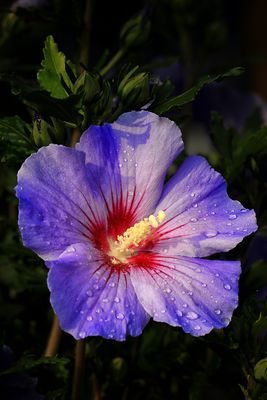 Mit dieser Hibiskusblüte....