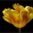  Mit dieser Januar-Tulpe aus dem Gartencenter .. möchte ich zarte Frühlingsgefühle wecken  