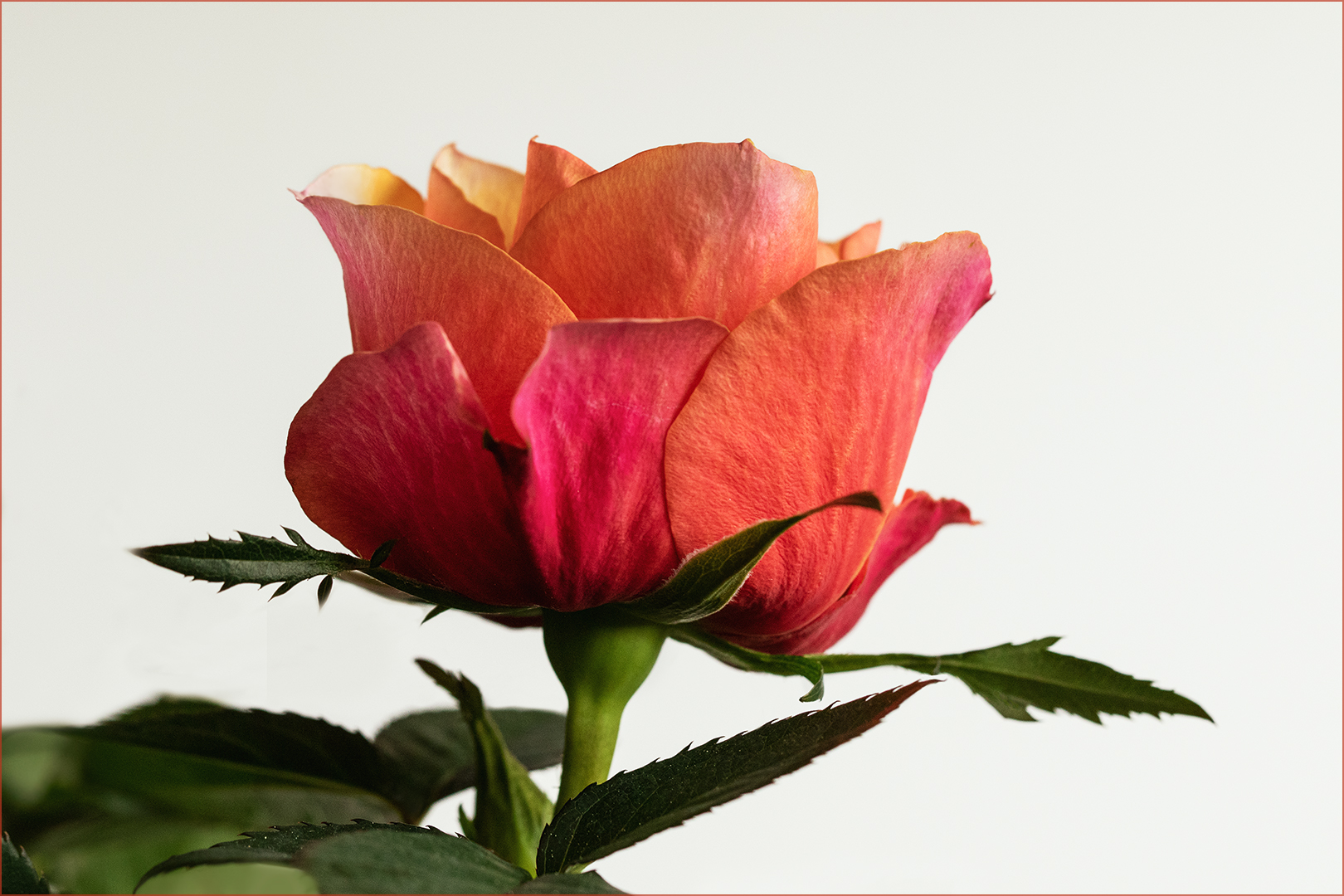 Mit dieser kleinen Patio-Rose hat das Rosenjahr.....