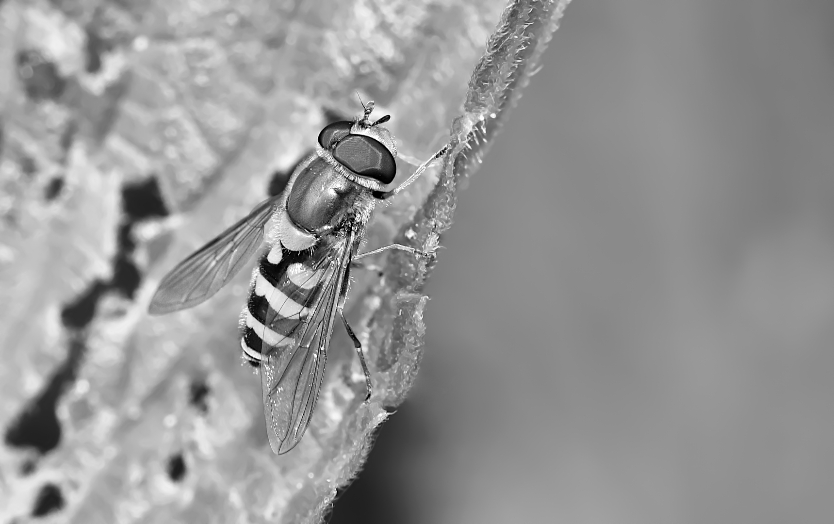 Mit dieser Kleinen Schwebfliege (Syrphus vitripennis) ...