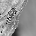 Mit dieser Kleinen Schwebfliege (Syrphus vitripennis) ...