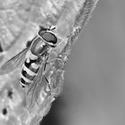 Mit dieser Kleinen Schwebfliege (Syrphus vitripennis) ...