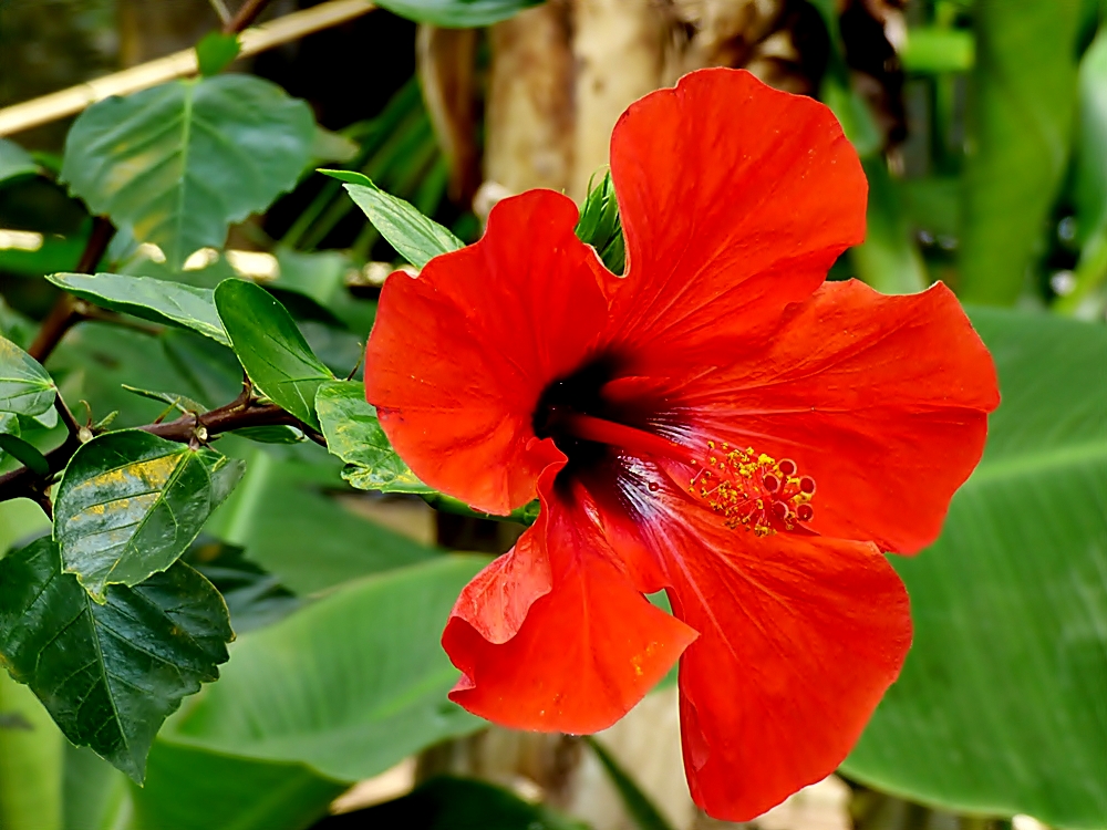 Mit dieser leuchtenden Hibiskusblüte . . .