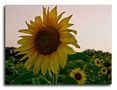 Mit dieser leuchtenden Sonnenblume möchte ich mich... von Thomas Leib 