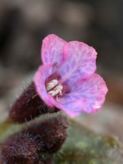 Mit dieser Lungenkrautblüte ...