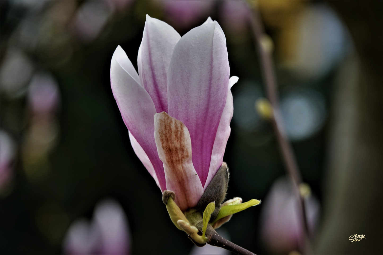 Mit dieser Magnolienblüte...