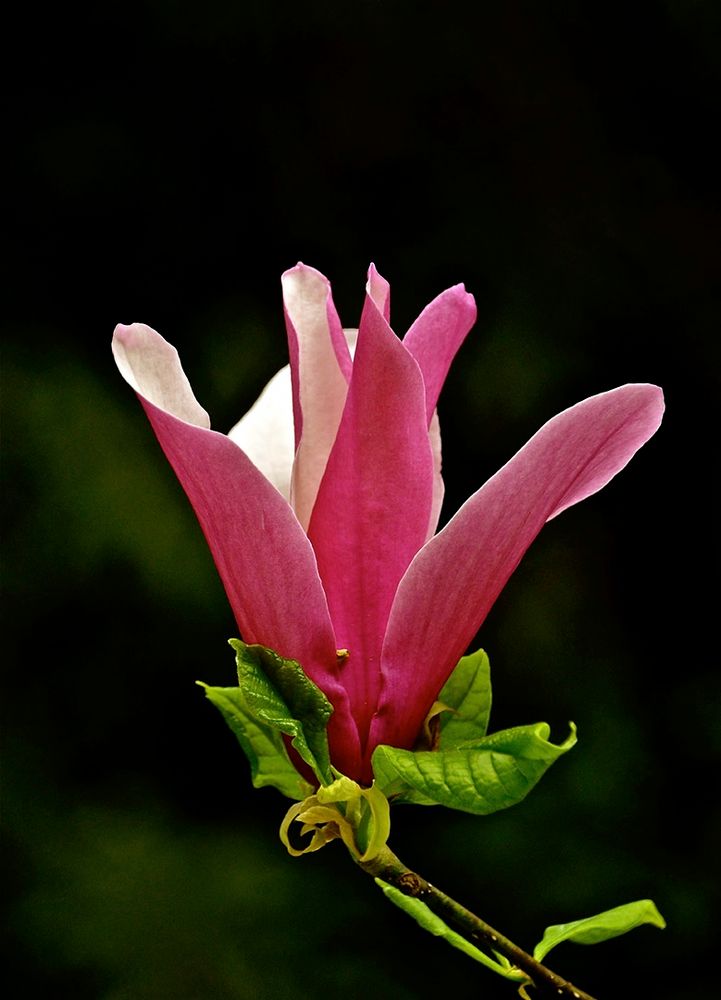 Mit dieser Magnolienblüte