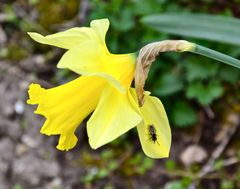 Mit dieser  Osterglockenblüte…