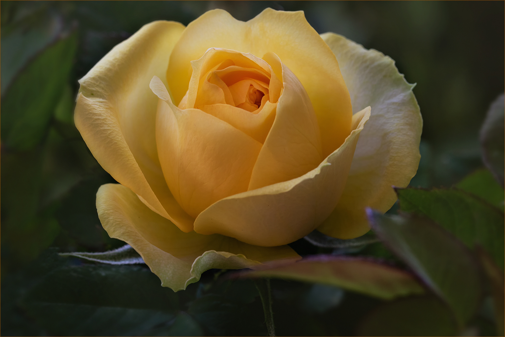 Mit dieser Patio-Rose eröffne ich mein Rosenjahr 2018...