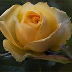 Mit dieser Patio-Rose eröffne ich mein Rosenjahr 2018...