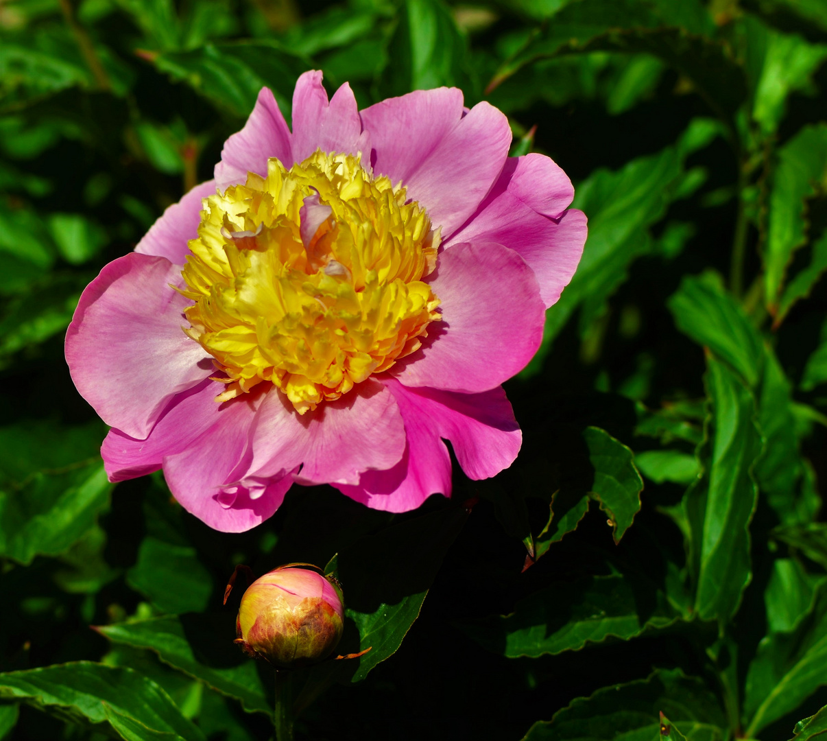 Mit dieser Pfingstrosenblüte