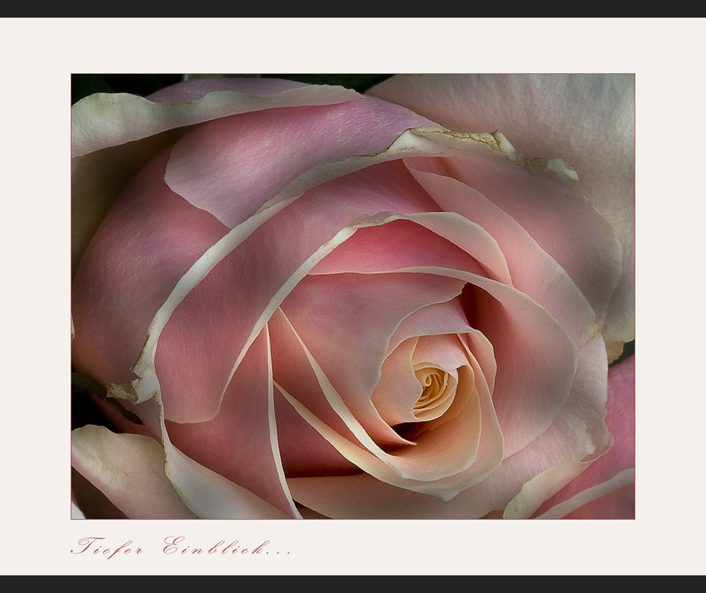 Mit dieser Rose...