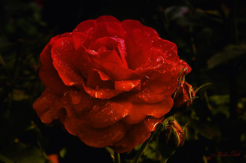 Mit dieser rote Rose...