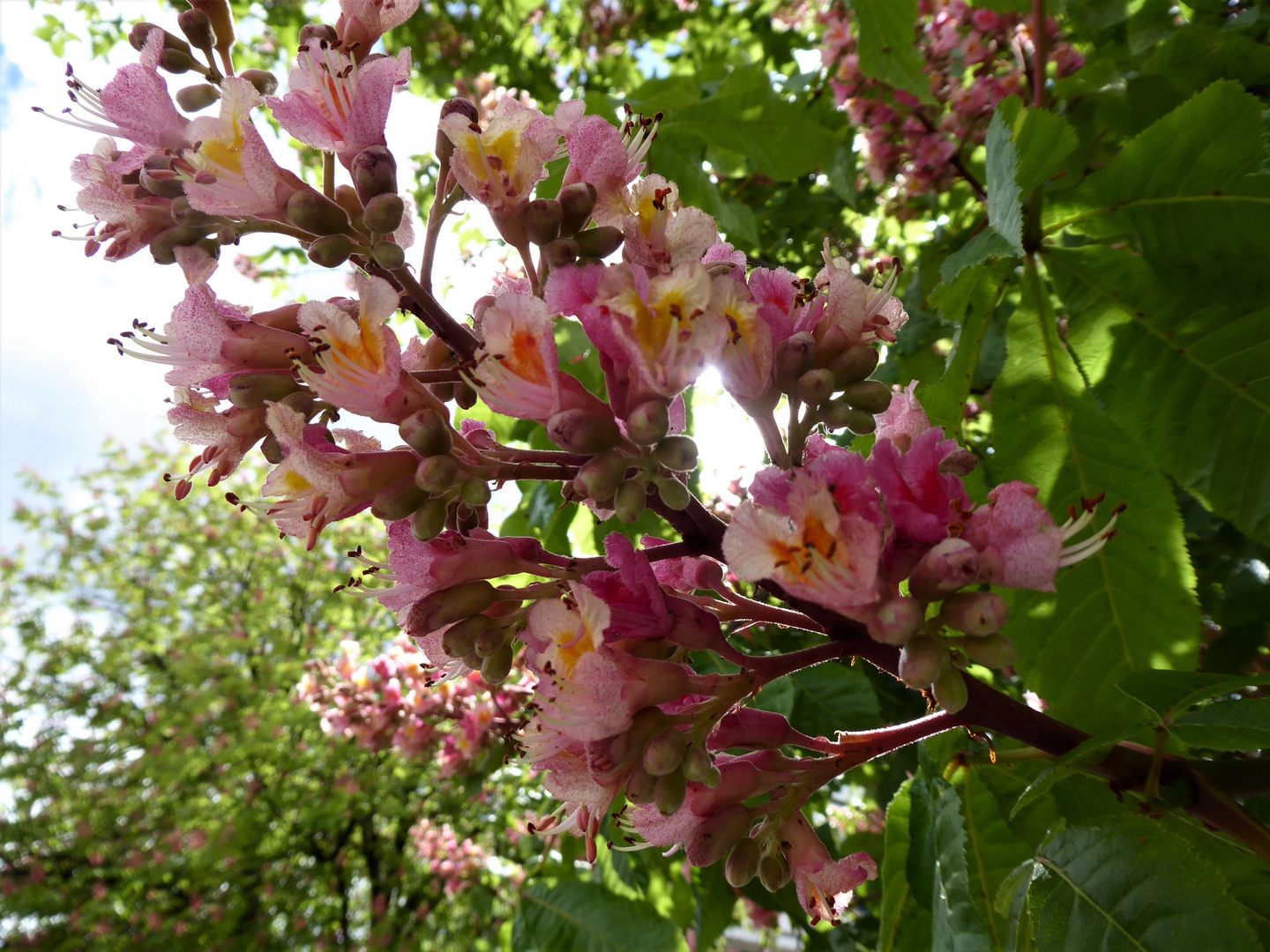 Mit dieser roten Kastanienblüte...