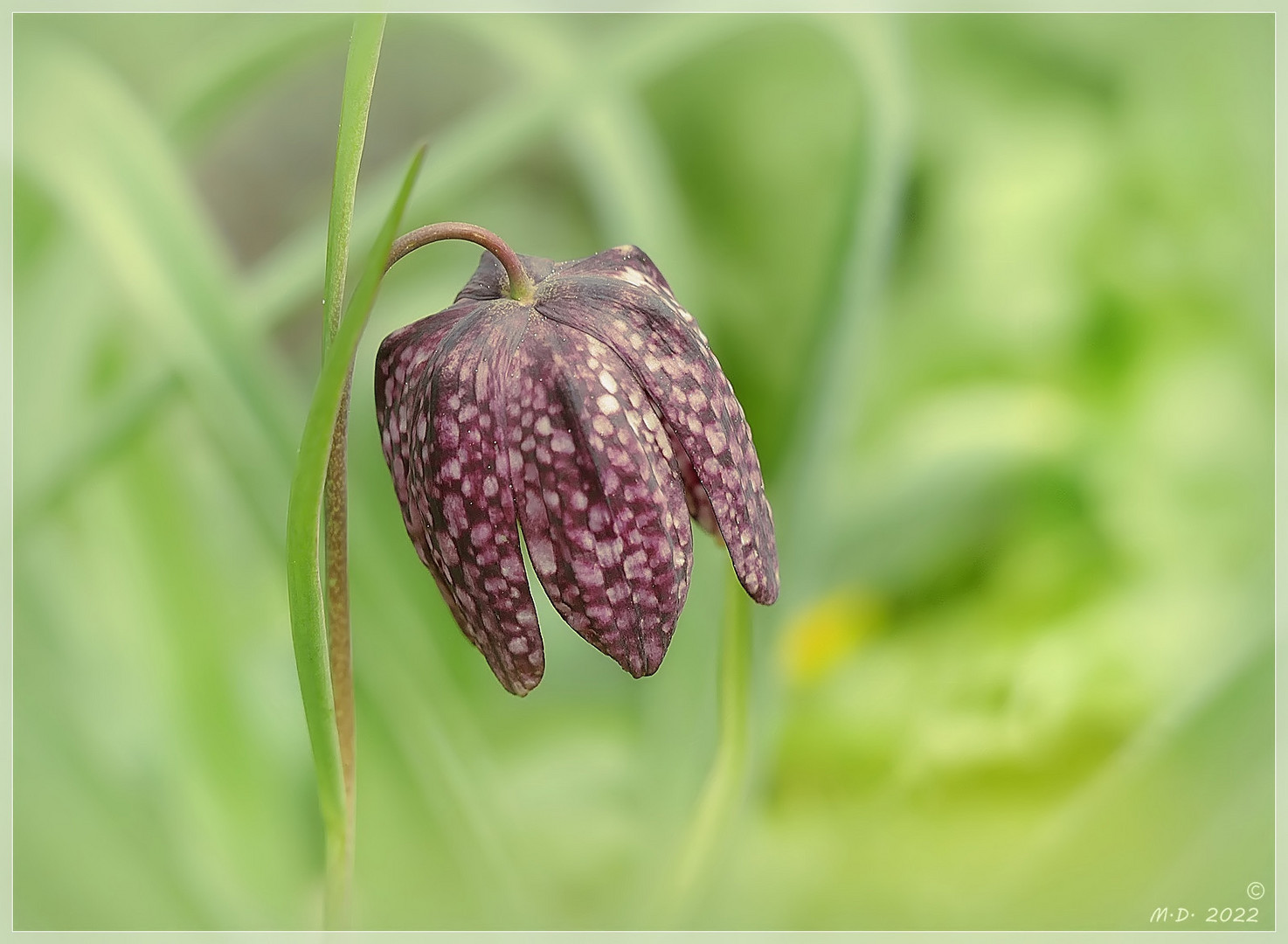 Mit dieser Schachbrettblume ... Foto & Bild | pflanzen, pilze ...