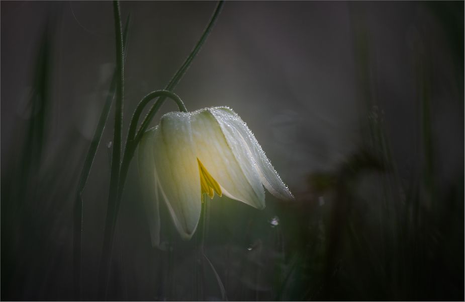 Mit dieser Schachbrettblume in weiß . . .