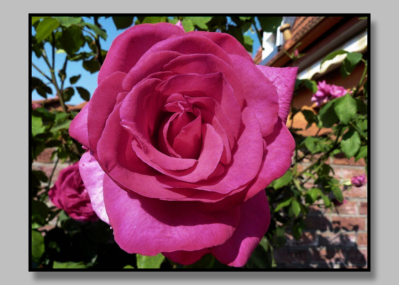 Mit dieser schönen Rose ...