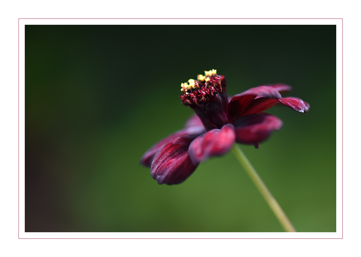 mit dieser Schokoladen Cosmea