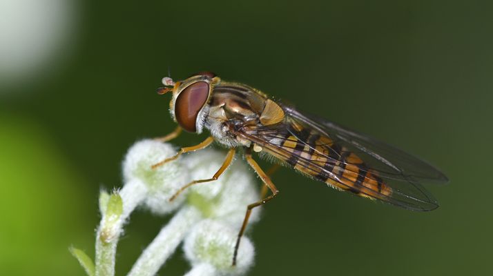 Mit dieser Schwebfliege ...