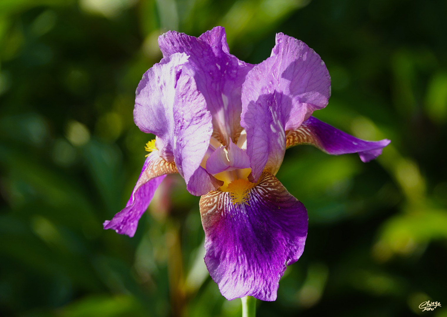 Mit dieser Schwertlilienblüte...