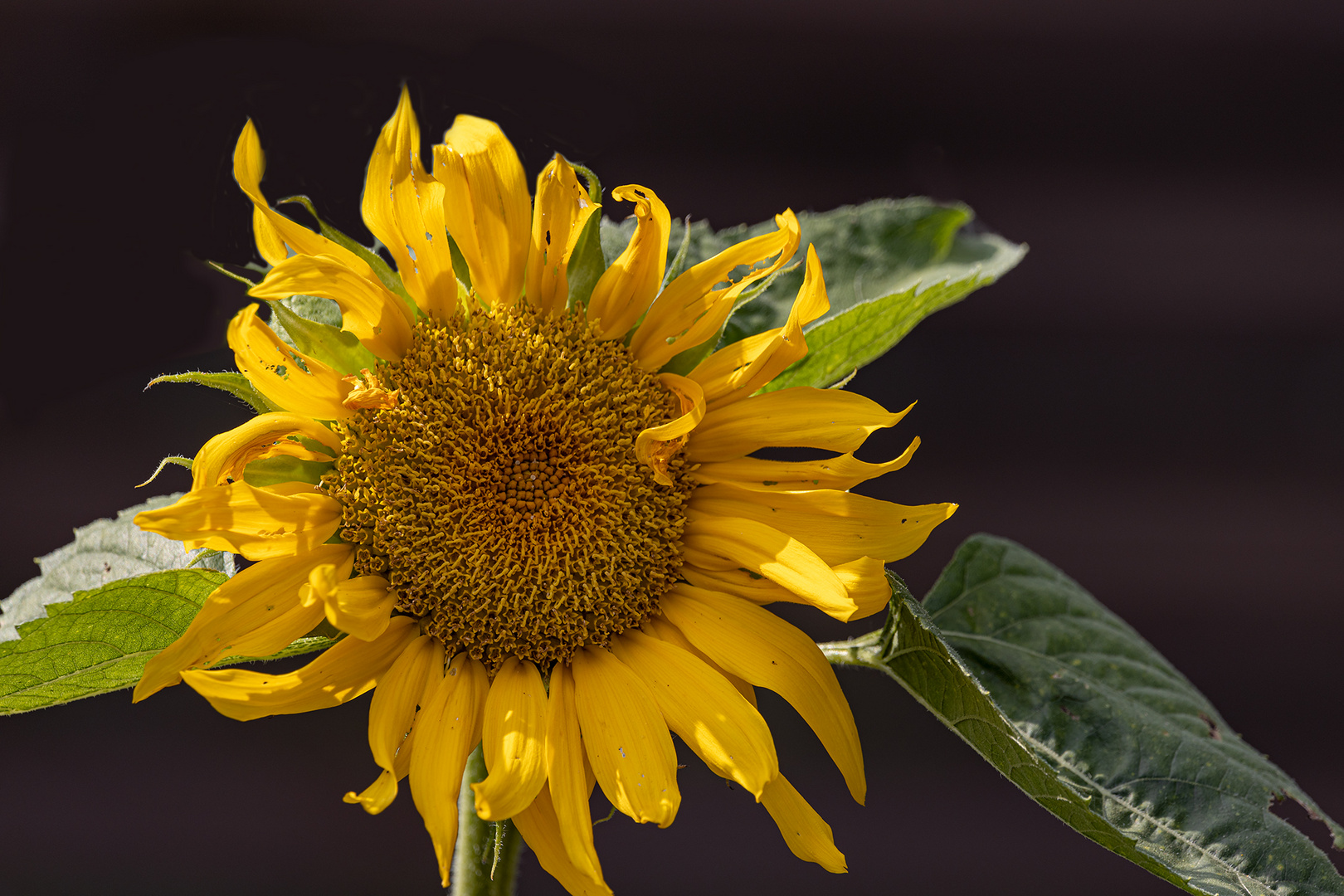 Mit dieser Sonnenblume